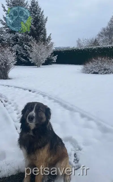 chien lost   14380 Landelles-et-Coupigny Louky