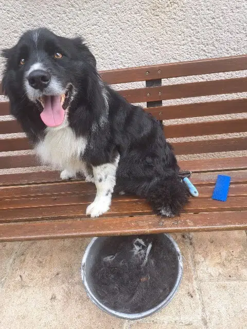 chien lost   14100 Fauguernon Mascot