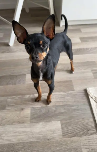 chien lost   14370 Méry-Bissières-en-Auge Hipcio