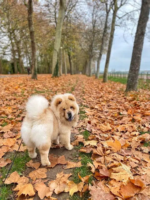 chien lost    Mézidon Vallée d'Auge Archibald