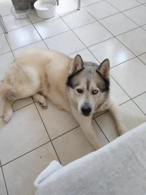 chien lost   14120 Mondeville PANGO