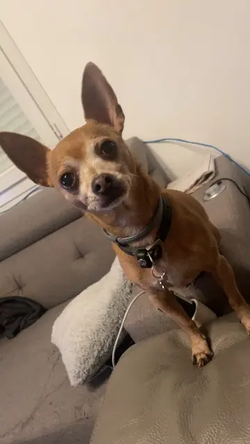 perro perdido 14123 Ifs Poncho perro lost 14123 Ifs Poncho