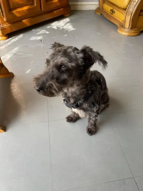 chien lost   14170 Saint-Pierre-en-Auge Diesel