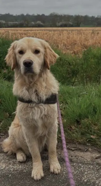 chien lost   14400 Cottun Uké