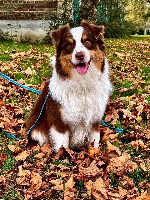 chien lost   14100 Lisieux U’Yuko
