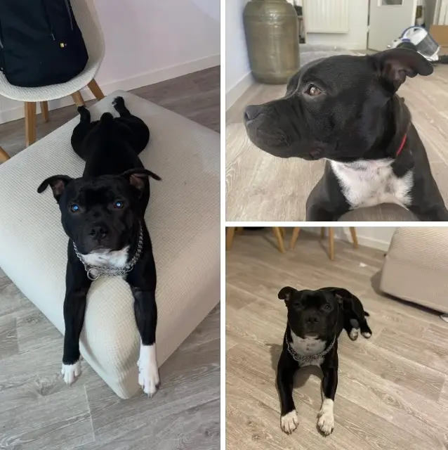 chien lost   14200 Hérouville-Saint-Clair Virus