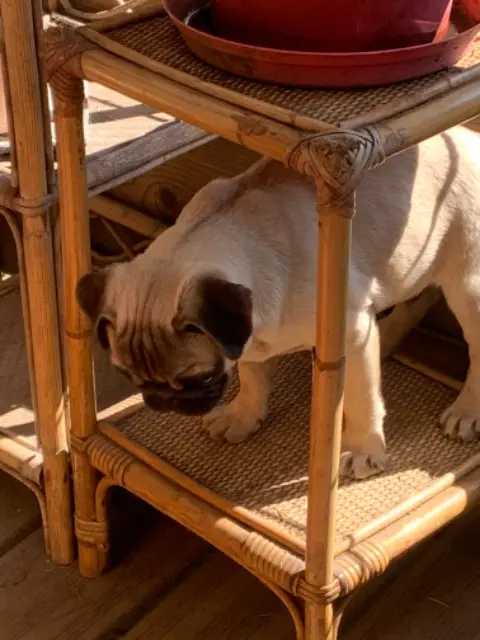 chien lost   14570 La Villette Volf