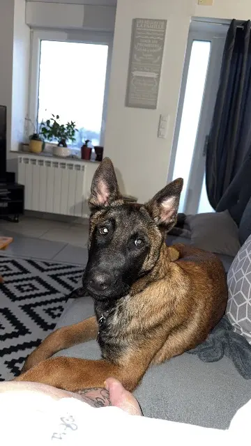 chien lost   14380 Landelles-et-Coupigny Vortex