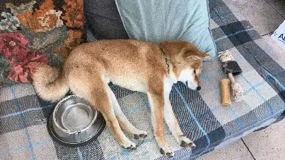 Chien Perdu 14 Calvados Chien Perdu 14 Calvados