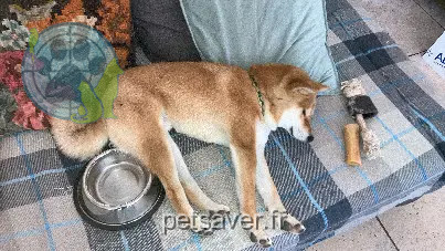 Chien Perdu 14 Calvados Chien Perdu 14 Calvados
