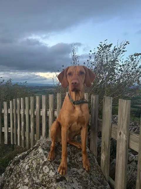 chien lost   15500 Lastic Azar