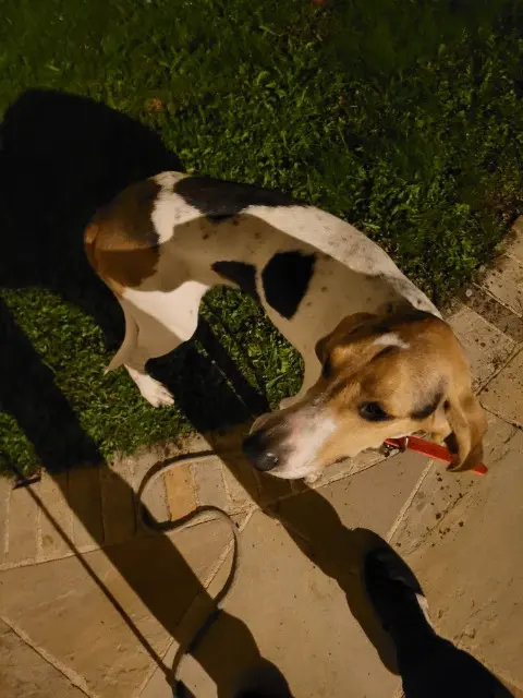 chien lost   15590 Mandailles-Saint-Julien Inconnu