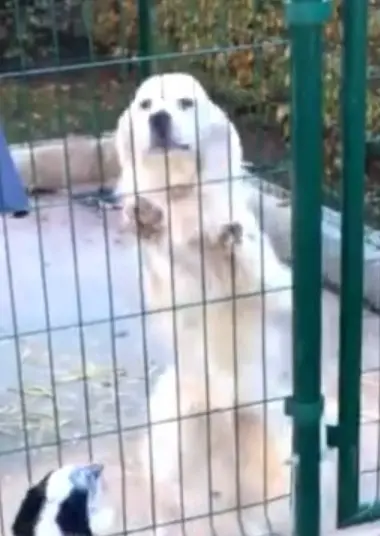 chien lost   15250 Crandelles Ipso