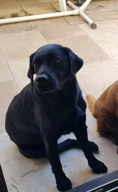 chien lost   15290 Le Rouget-Pers Mushu