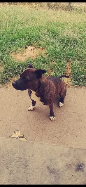 chien lost   15130 Yolet Lossone