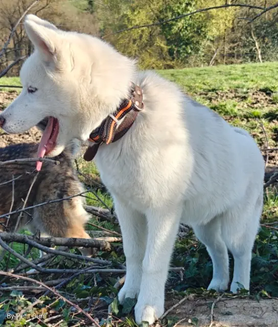 chien lost   15600 Le Trioulou Noune