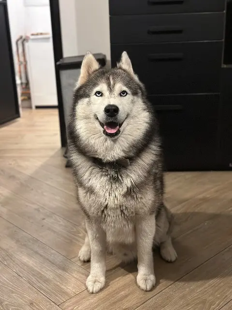 chien lost   15100 Saint-Flour Oslo