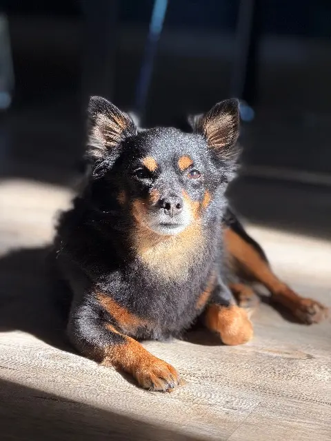 chien lost   15800 Vic-sur-Cère Oslo