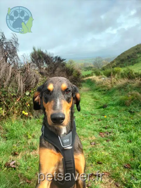 chien lost   15400 Collandres Owen