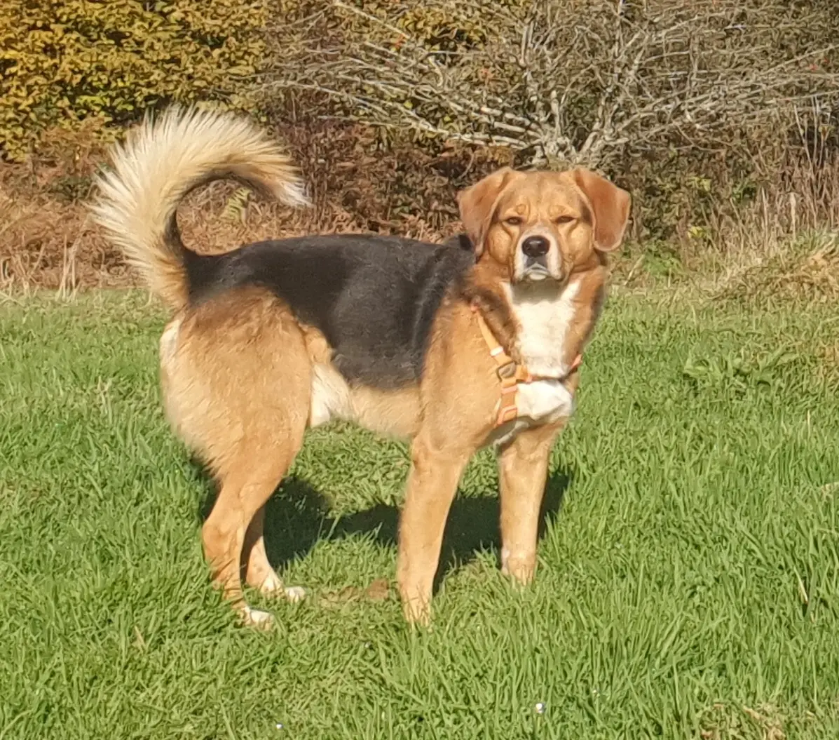 Chien Perdu 15 Cantal Saint-Constant-Fournoulès - ... Chien Perdu 15 Cantal Saint-Constant-Fournoulès - ...