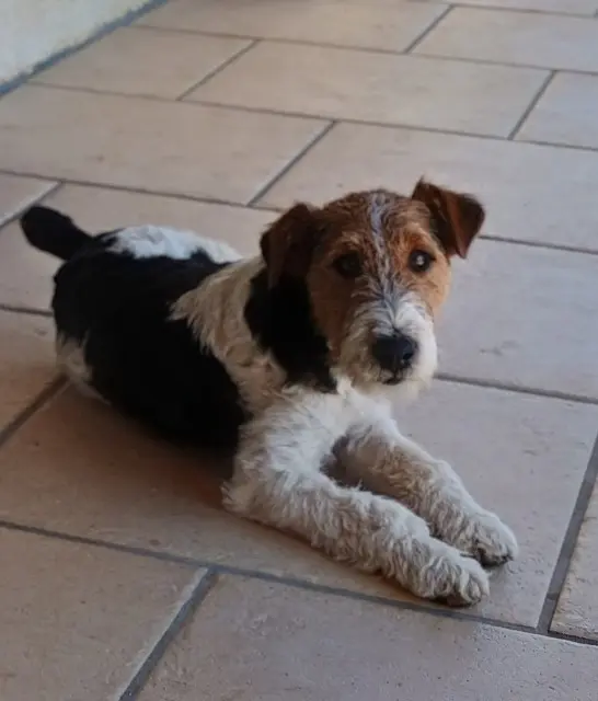 chien lost   15220 Saint-Antoine Urban