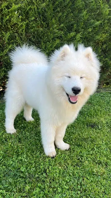 chien lost   16100 Châteaubernard Aiko