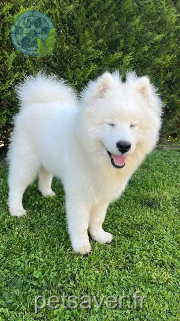 chien perdu 16100 Châteaubernard Aiko chien lost 16100 Châteaubernard Aiko