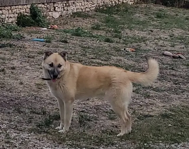 chien lost   16130 Angeac-Champagne Carla