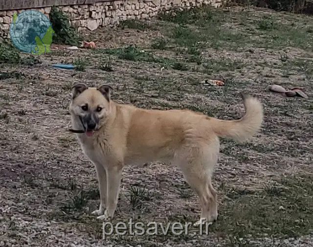 cane perso 16130 Angeac-Champagne Carla cane lost 16130 Angeac-Champagne Carla