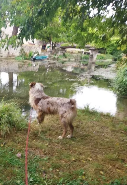 chien lost   16120 Bassac Charlly