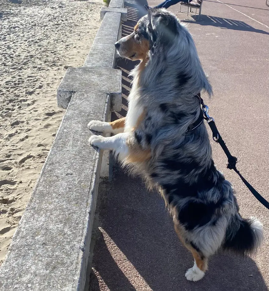 Chien Perdu 16 Charente Chien Perdu 16 Charente