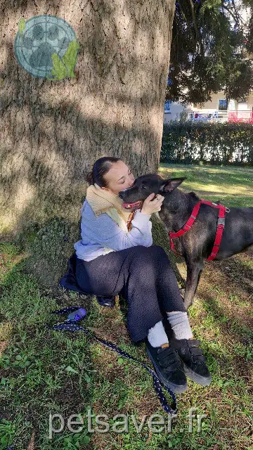 cão perdido 16000 Angoulême Helios cão lost 16000 Angoulême Helios