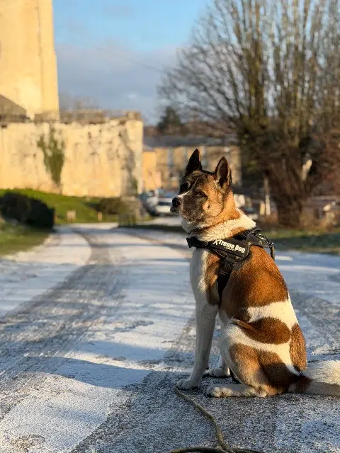chien lost   16110 La Rochefoucauld-en-Angoumois Usko
