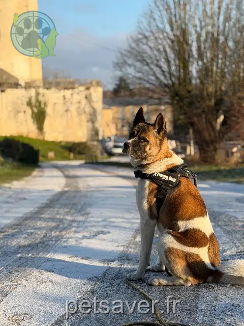chien lost   16110 La Rochefoucauld-en-Angoumois Usko