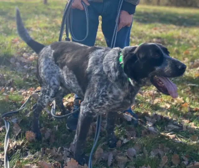 chien lost   16460 Aunac-sur-Charente Loulou
