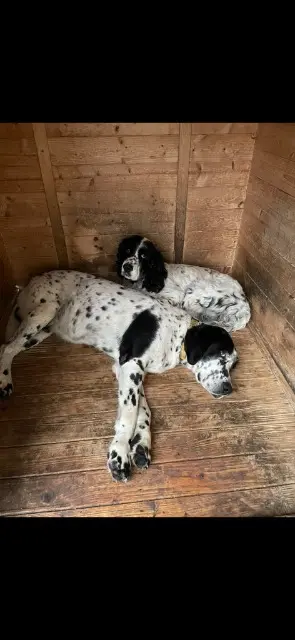 chien lost   16410 Dignac Mamboetmodjo