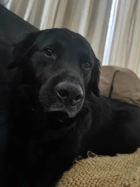 chien lost   16380 Saint-Germain-de-Montbron Marley
