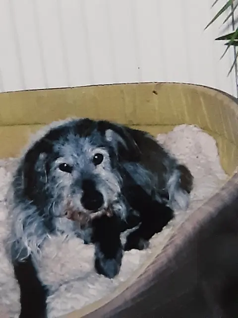 chien lost   16120 Mosnac-Saint-Simeux Slam