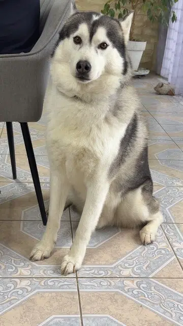 chien lost   16000 Angoulême Nounours