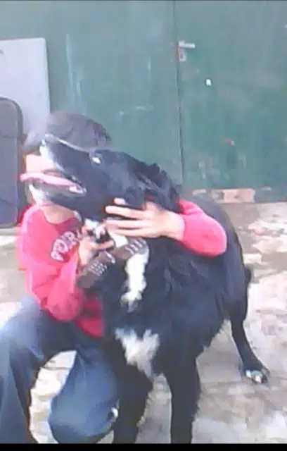 chien lost   16160 Gond-Pontouvre Rocky