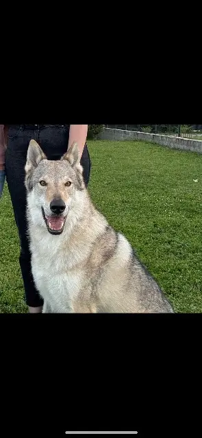 chien lost   16400 La Couronne Stark