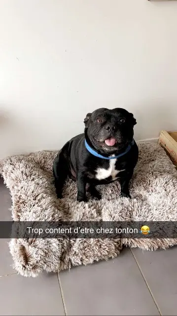 chien lost   16380 Saint-Germain-de-Montbron Tismo