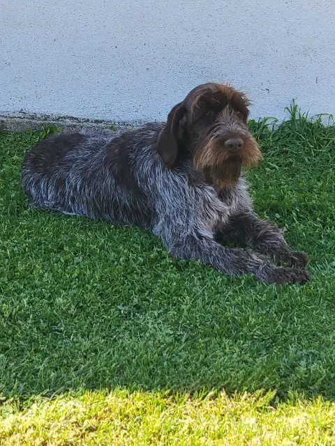 chien lost   16350 Champagne-Mouton Ulysse et U'malley