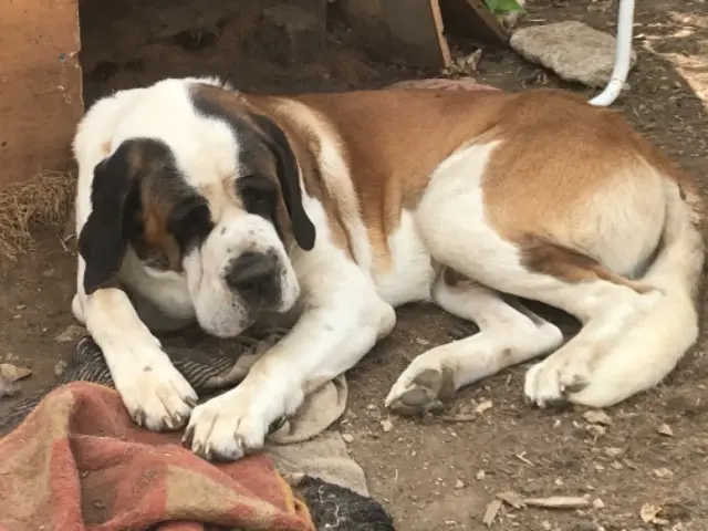 chien lost   16700 Ruffec Ulysse