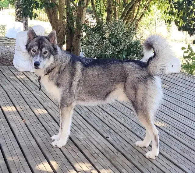 chien lost   16730 Fléac Ulysse