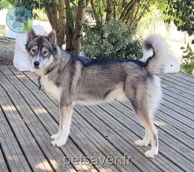 hond vermist 16730 Fléac Ulysse hond lost 16730 Fléac Ulysse
