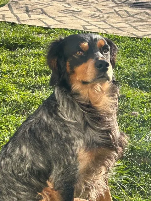 chien lost   16170 Rouillac Ziggy