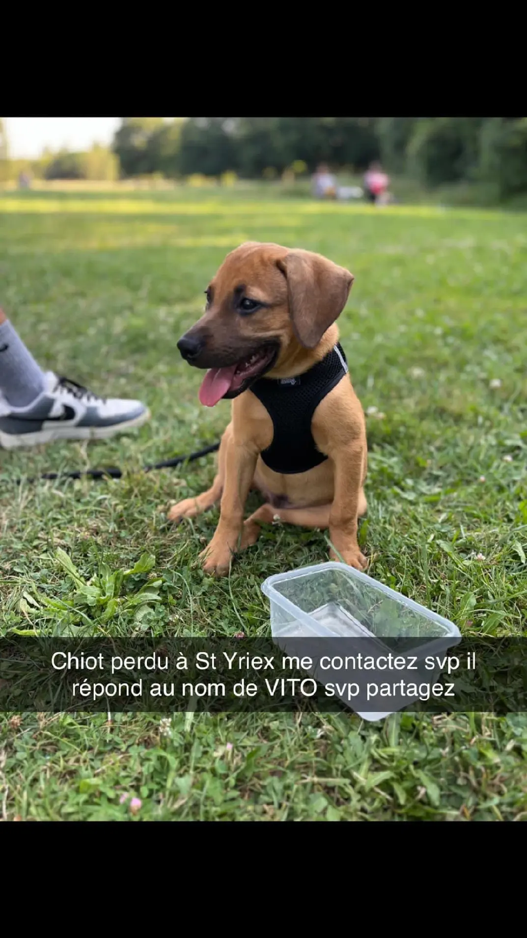 Chien Perdu 16 Charente Chien Perdu 16 Charente