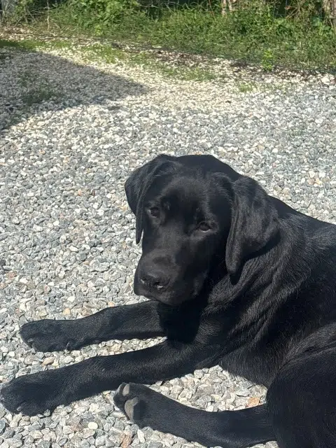 chien lost   17100 Les Gonds Artemis