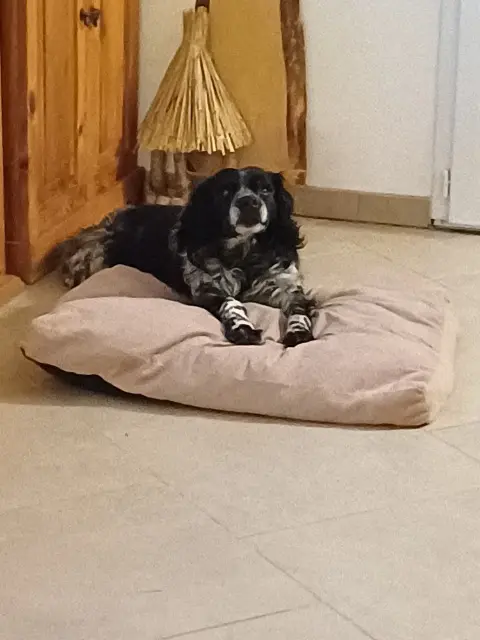 chien lost   17160 La Brousse Hazard